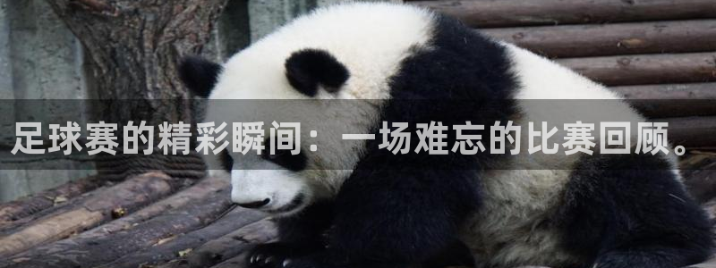 足球赛的精彩瞬间：一场难忘的比赛回顾。